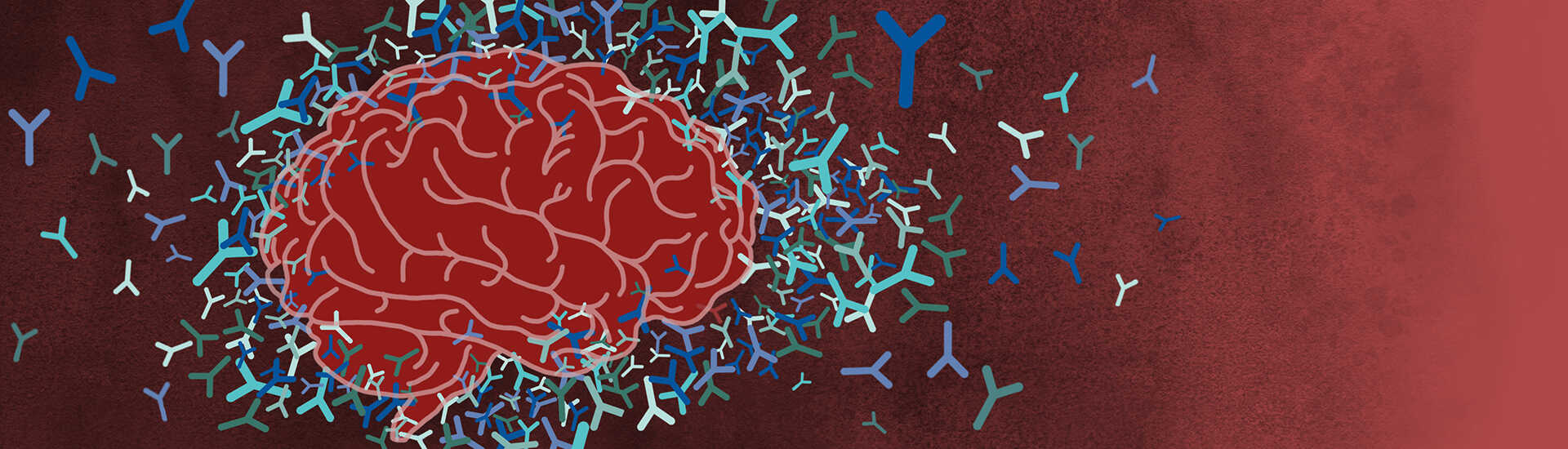 竺淑佳組聯(lián)合團(tuán)隊(duì)揭示神經(jīng)系統(tǒng)自身免疫性腦炎致病機(jī)制<br/>